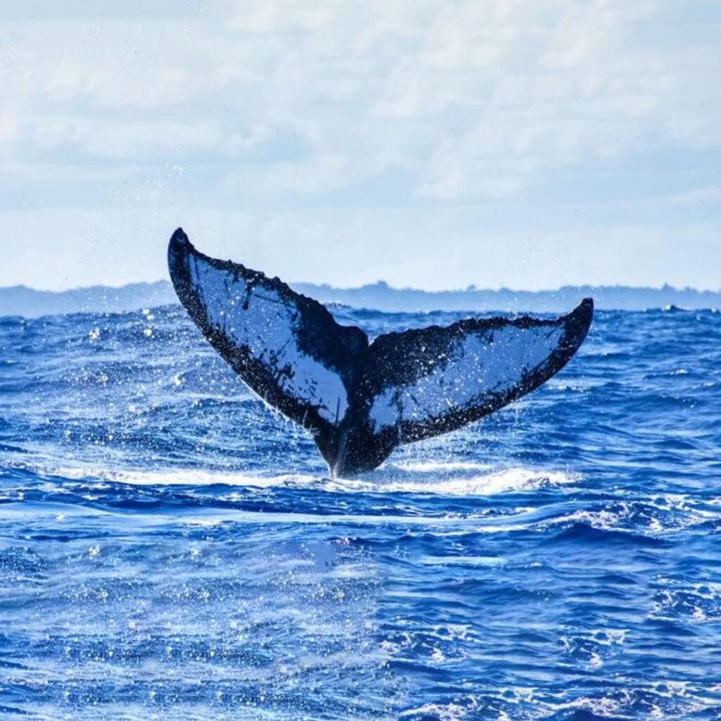 Observação de Baleias e Golfinhos em Ilhabela 02