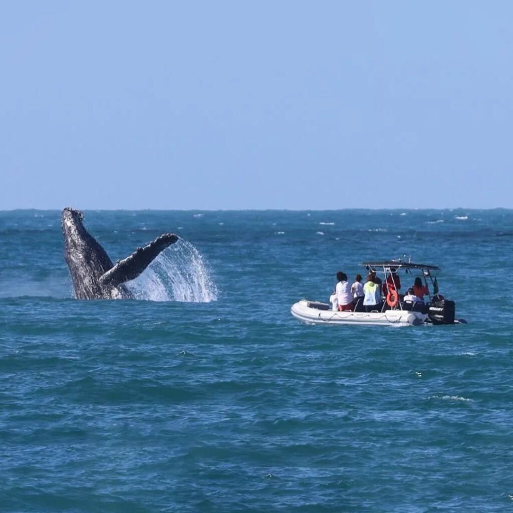Observação de Baleias e Golfinhos em Ilhabela 03