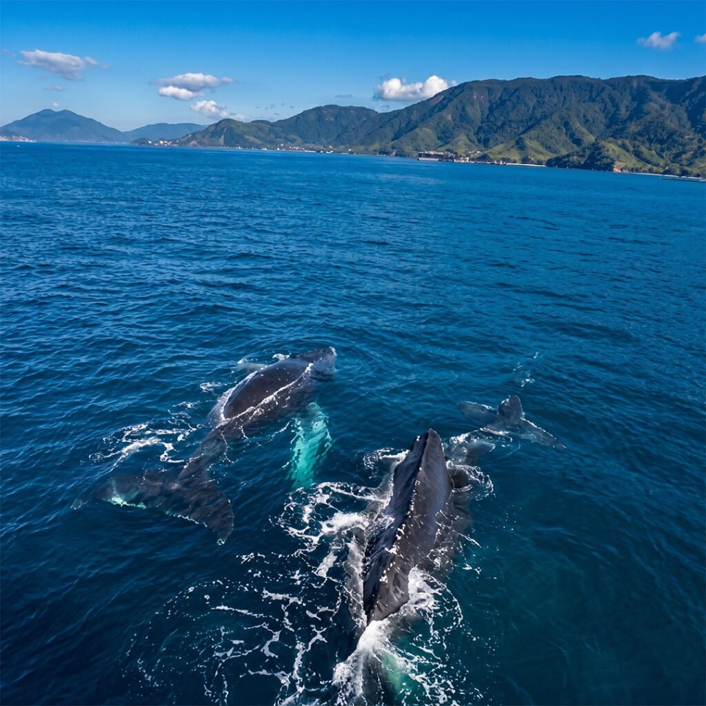 Observação de Baleias e Golfinhos em Ilhabela 04