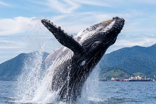 Observação de Baleias e Golfinhos em Ilhabela 01